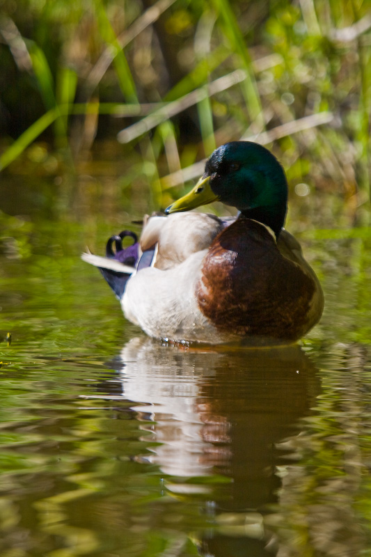 Mallard